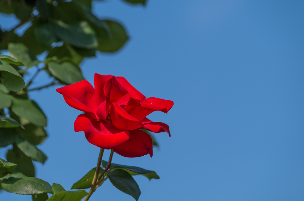 空と薔薇