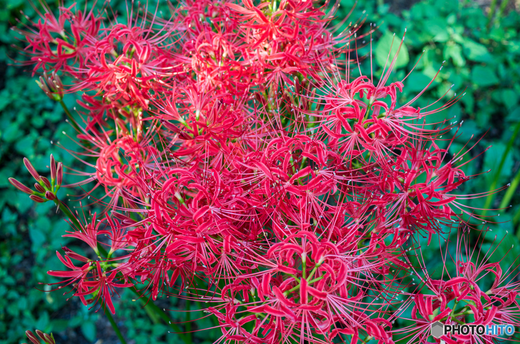彼岸花の花火