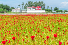 赤い屋根と白い壁と赤い花