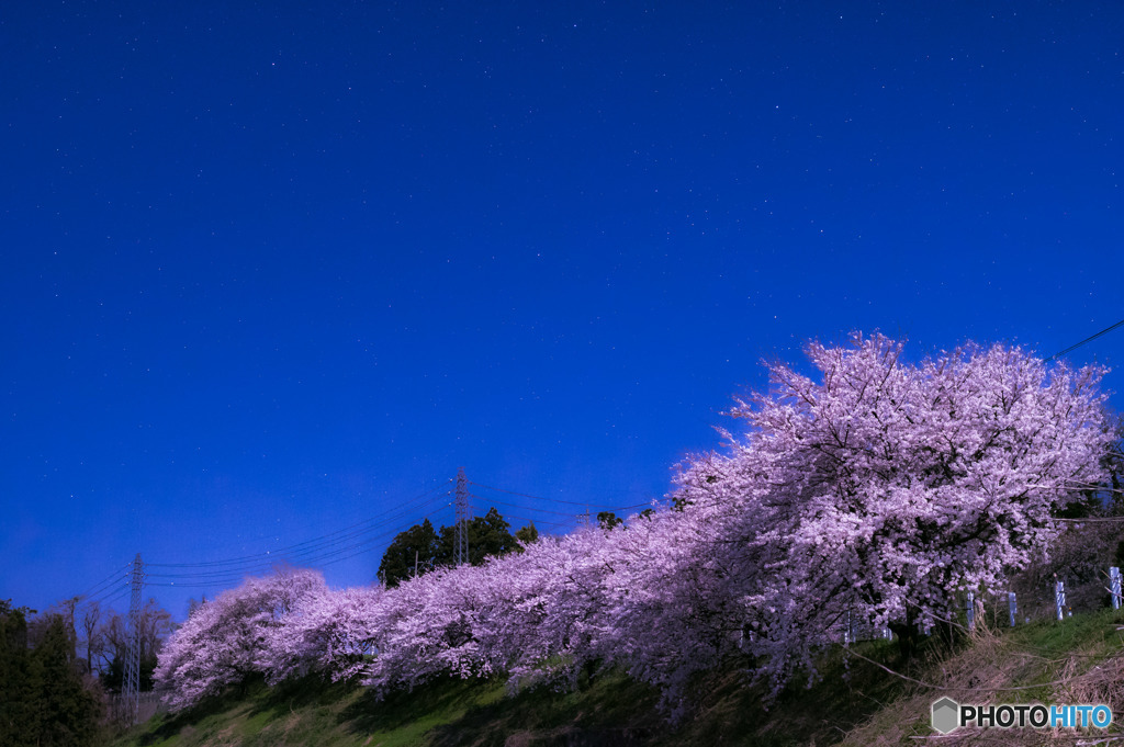 名も無き丘の上の桜１