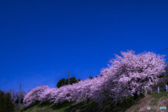 名も無き丘の上の桜１