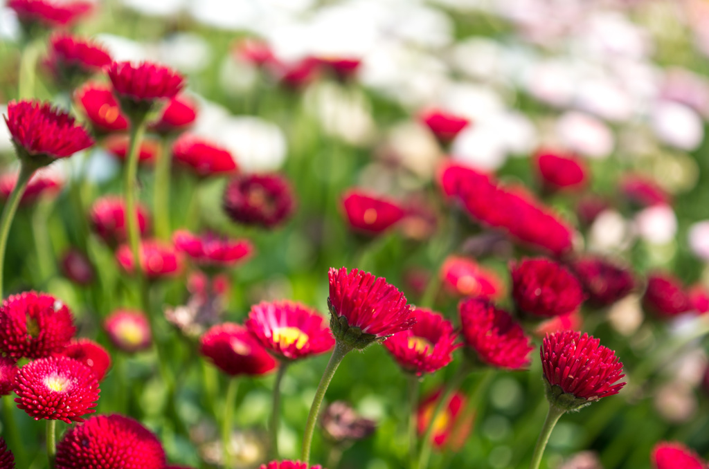 花1