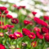 花1