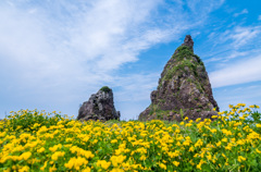 岩と花