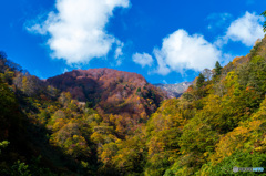 去年の紅葉