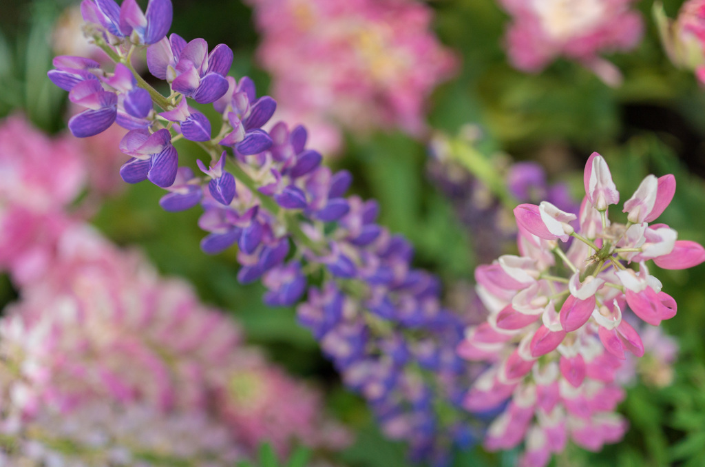 連なる花