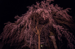 しだーれ桜