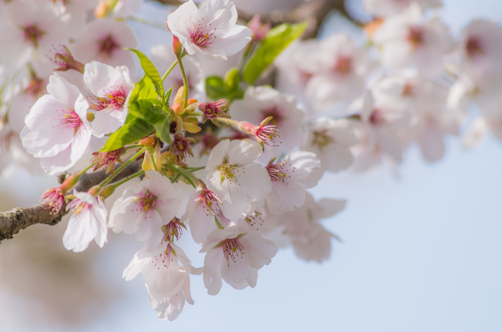 葉桜2