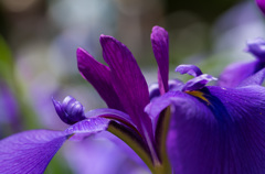 花菖蒲を横から