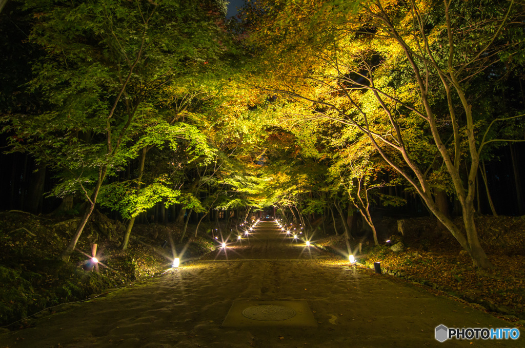 醍醐寺の夜の参道