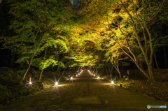 醍醐寺の夜の参道