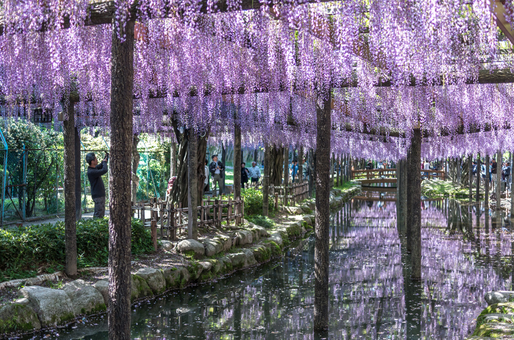 水面に映る藤の花2