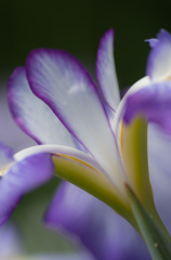 おしとやかに花菖蒲