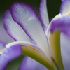おしとやかに花菖蒲