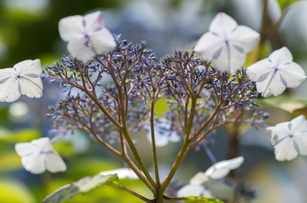 大きな花が咲く木