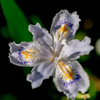 造花の様な質感の花1