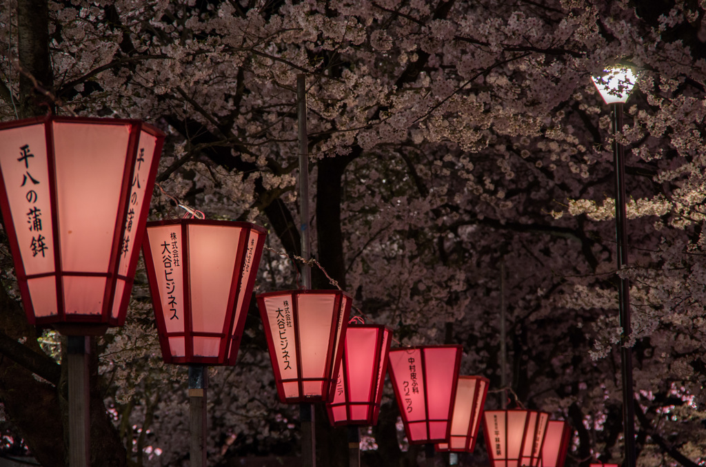 行灯と桜