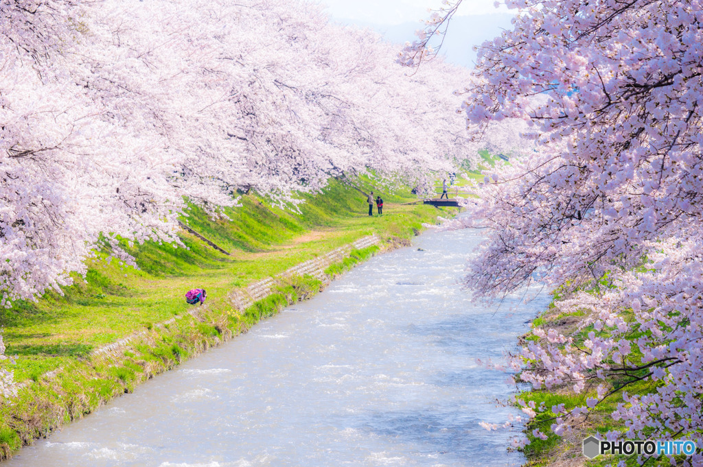 舟川べりの桜