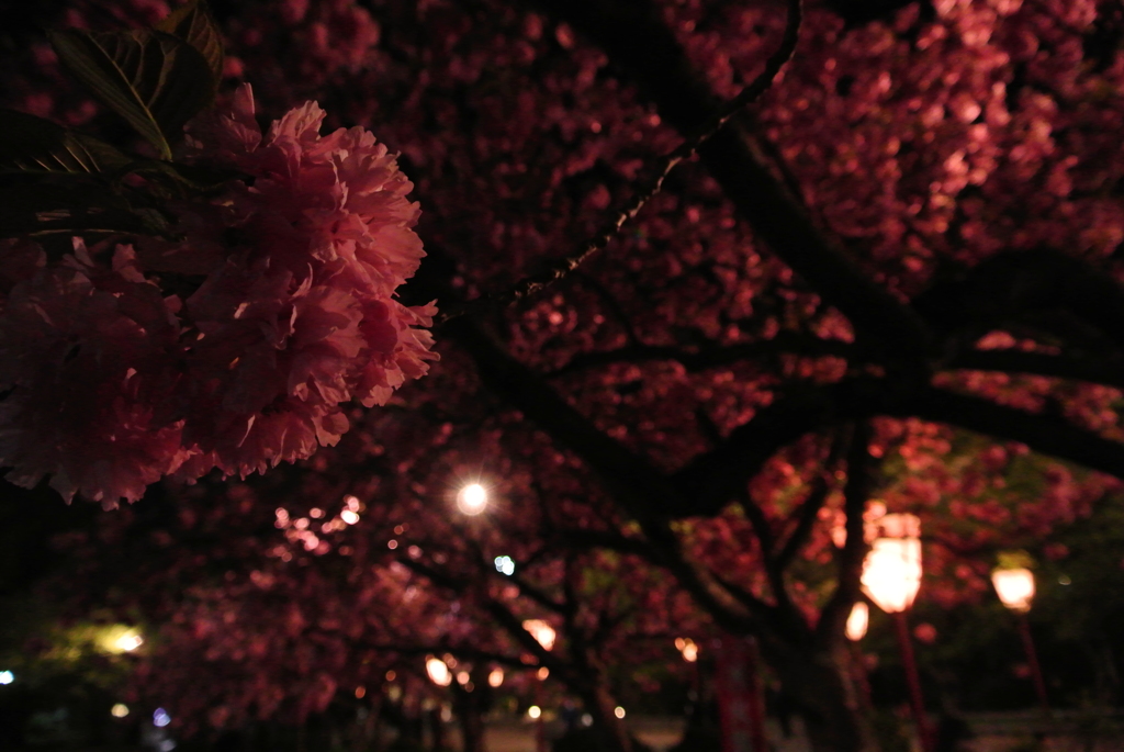 弘前城公園