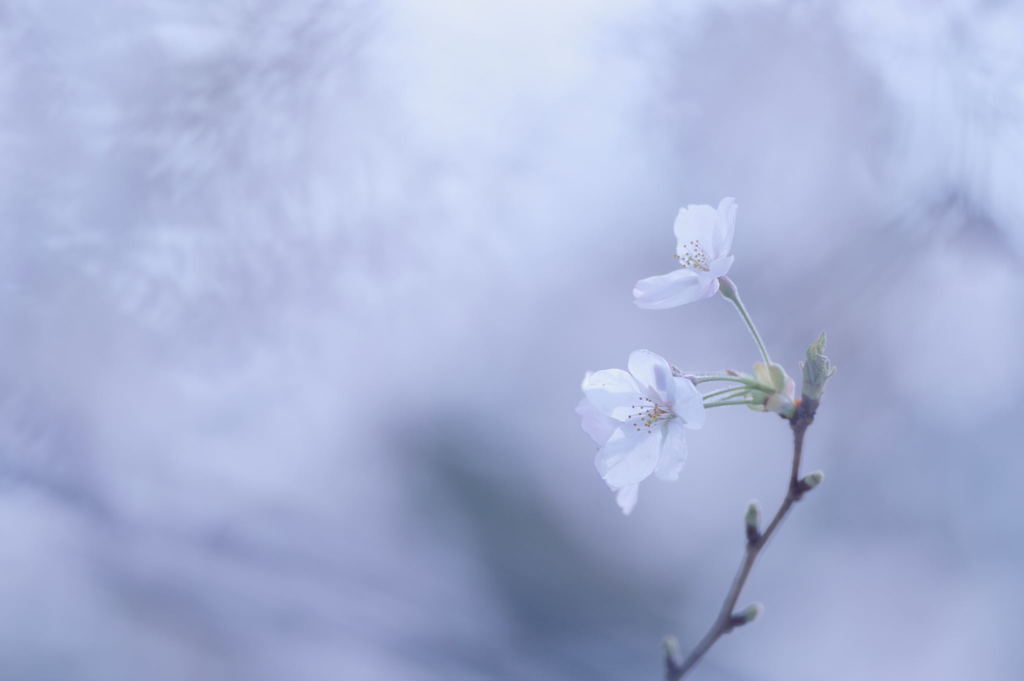 Hanami