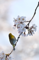 おみあい