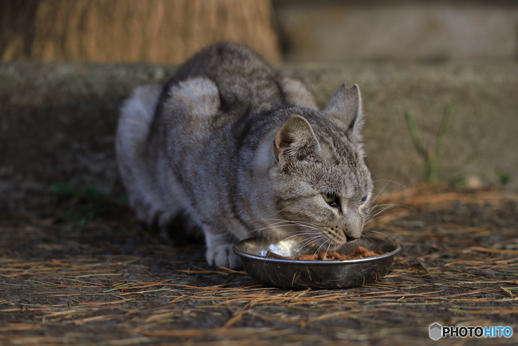 お食事中