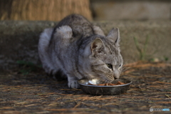 お食事中