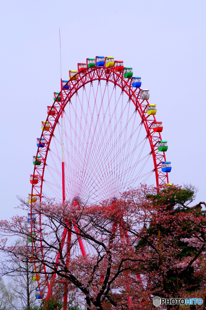 桜と観覧車