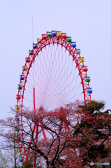 桜と観覧車
