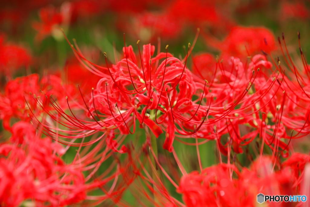 曼珠沙華