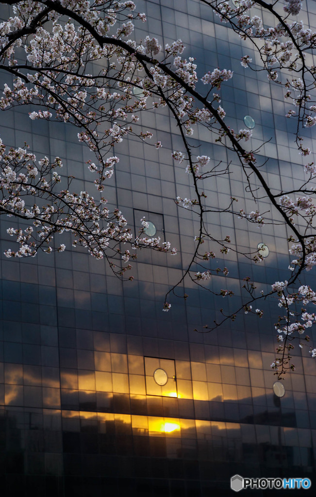 桜と夕陽と・・