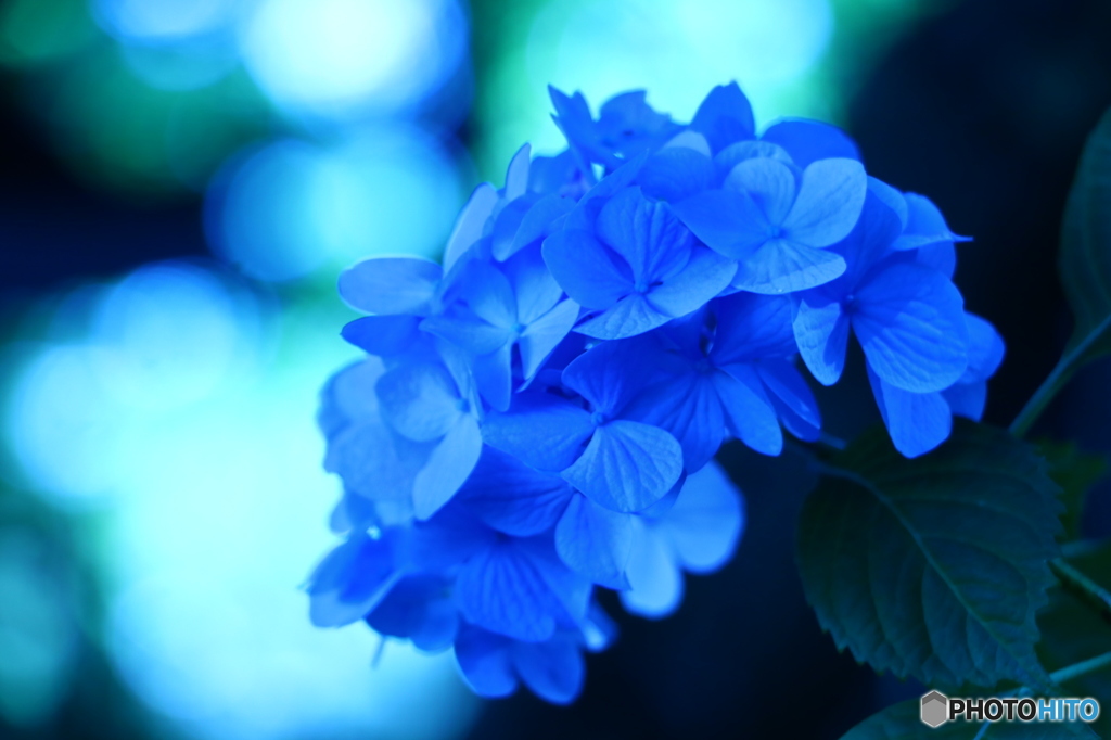 紫陽花