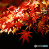 ライトアップ紅葉