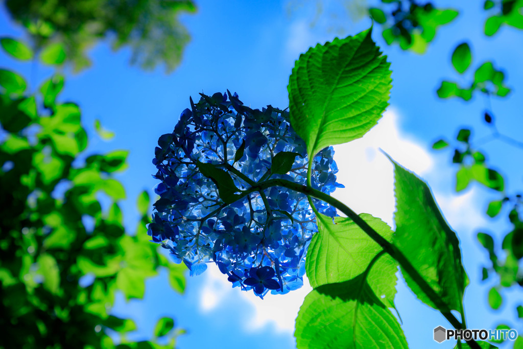 元気な紫陽花