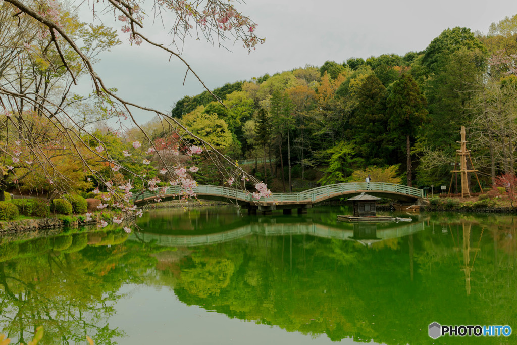 平成最後の桜