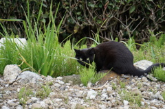 黒ねこ