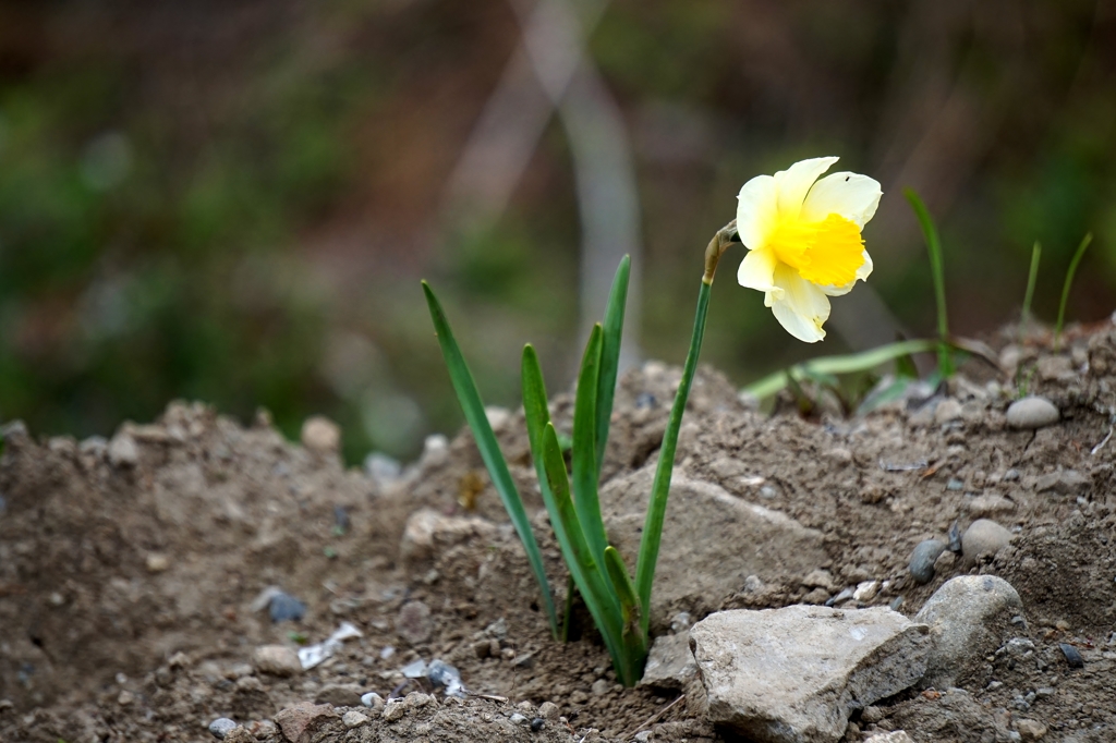 荒れ地に咲く可憐な花