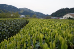 待ち遠しい新茶の季節