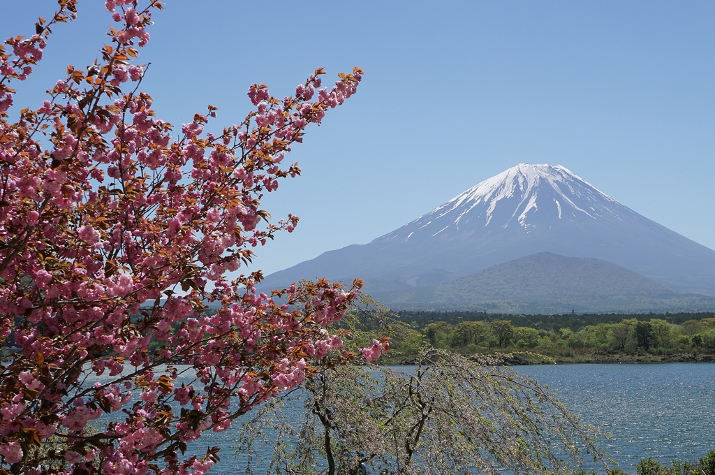 精進湖からの富士