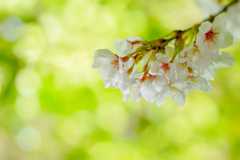 桜咲く