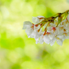 桜咲く