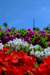 空と花