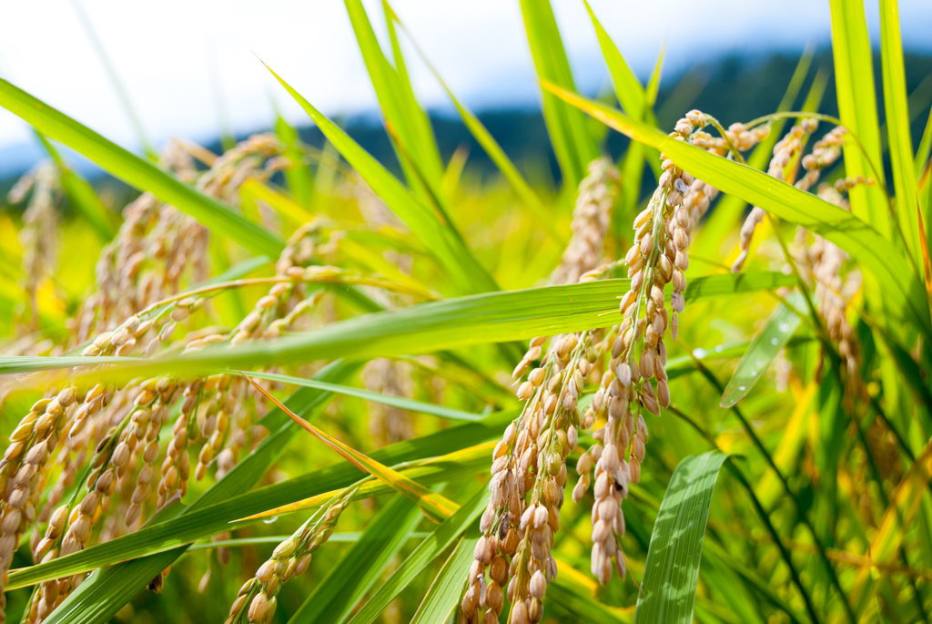 稲穂
