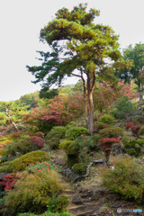 大松