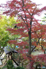 色づき