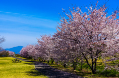 桜の下を散歩して