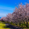 桜の下を散歩して