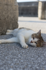 これが海猫の一日