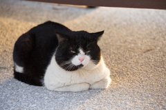 はぐれ猫