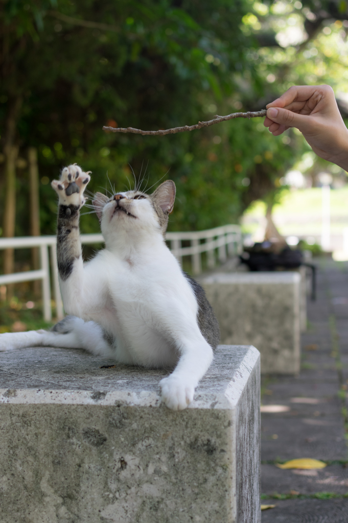 遊ばれてますよ猫さん